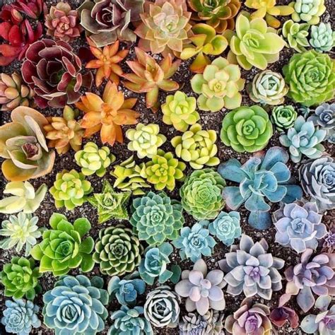 How To Grow Colorful Succulents Tips And Tricks For A Vibrant Collection