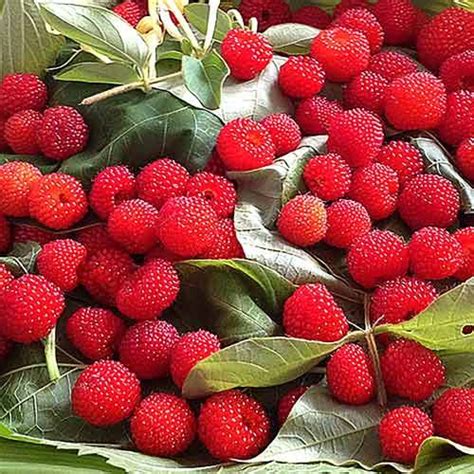 Малино-клубника | Garden fountains, Raspberry, Fruit