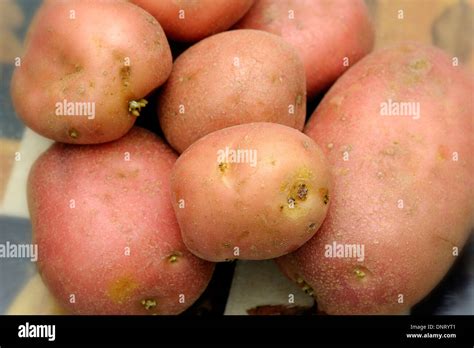 Red Potatoes Hi Res Stock Photography And Images Alamy