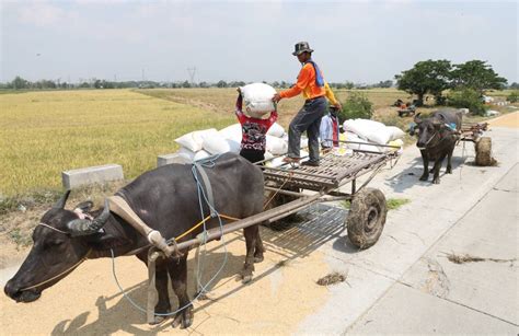 Rising Palay Prices To Boost Rice Program The Manila Times