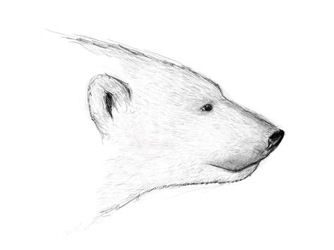 Polar Bear Head Drawing