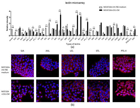 IJMS Free Full Text Conditioned Medium From Malignant Breast Cancer