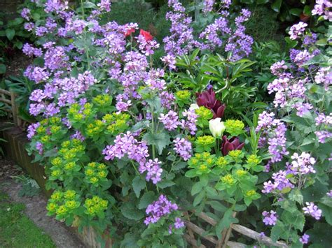 cottage-garden-perennials | The Enduring Gardener