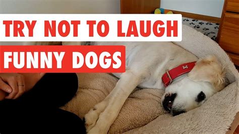 Try Not To Laugh Funny Dog Video Compilation 2017 Funny Pet