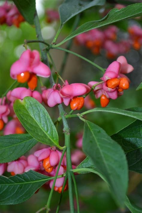 Arbuste Baies Rouges Pour Apporter Une Touche De Couleur Au Jardin