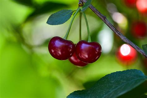 Homemade Dormant Oil Spray For Fruit Trees