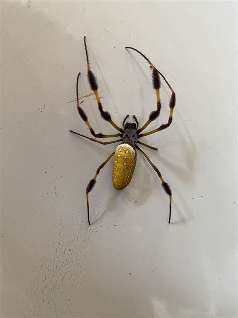 Golden Silk Spider From Samford University Homewood AL US On