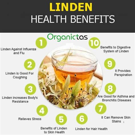 Linden Flower Tea Health Benefits | Best Flower Site