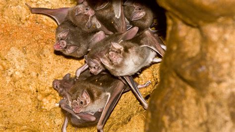 Vampire Bats Form Bloody Bonds Of Friendship Npr