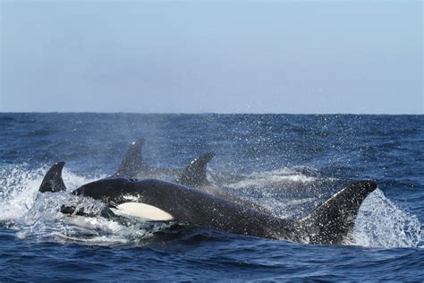 Newborn Southern Resident Orca Spotted In Puget Sound