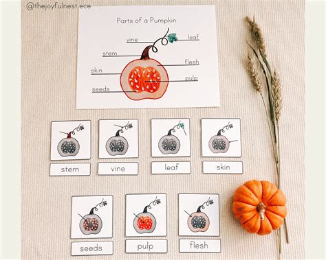 Parts Of A Pumpkin Labeling Activity Part Cards Printable Pdf Etsy