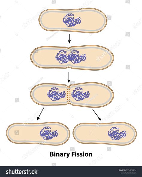 Binary Fission In Bacteria Animation