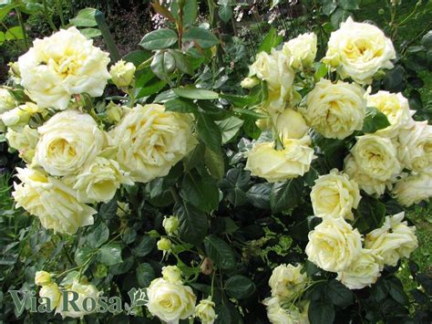 Купить Роза Эльф (Elfe) | VIA ROSA