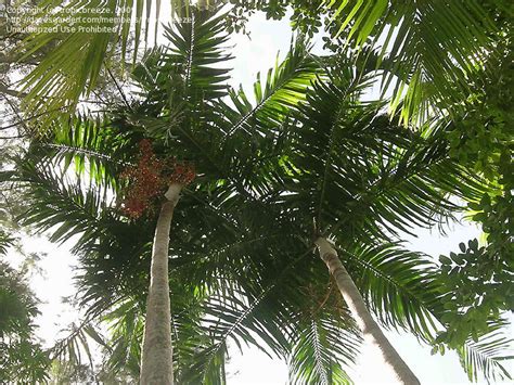 Plantfiles Pictures Carpentaria Species Carpentaria Palm Carpentaria