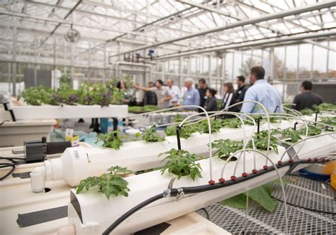 hydroponics Archives - Cornell Small Farms