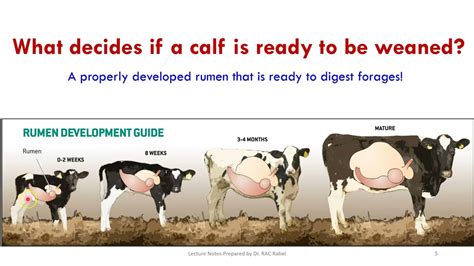 Dairy Management Lecture 10 Calf Weaning Management Youtube