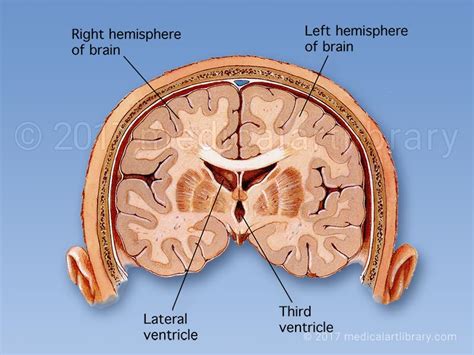 Brain Ventricles - Medical Art Library