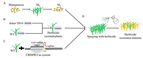 Genes Free Full Text The Development Of Herbicide Resistance Crop