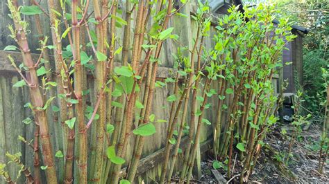 🏡 Is Japanese Knotweed An Invasive Plant