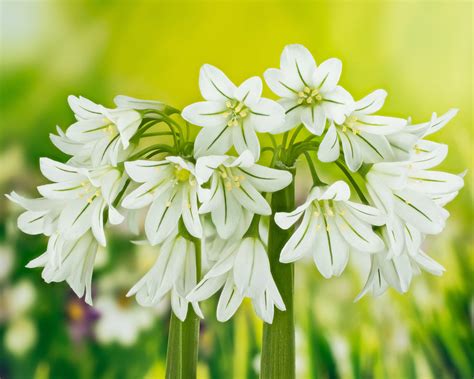 Allium triquetrum ('Three-cornered Leek') bulbs — Buy online at Farmer ...