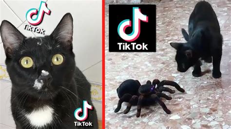 Doblando Videos De Tik Tok Graciosos Con Mis Gatos Chistosos Luna Y