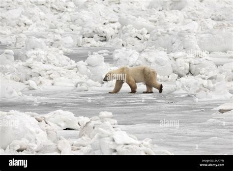 Polar Bear Ursus Maritimus Manitoba Canada Stock Photo Alamy