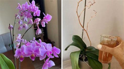 L astuce la plus efficace pour sauver une orchidée mourante et la faire