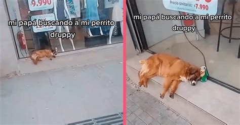 Mascotas Un Perrito Escapa De Su Hogar Y Es Encontrado En La Ventana