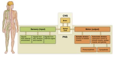 Chapter 11 The Nervous System Flashcards Quizlet