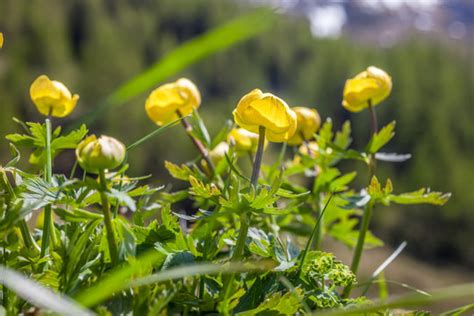 Trollblume Bilder Durchsuchen 2 641 Archivfotos Vektorgrafiken Und