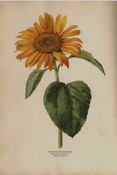 Common Sunflower Vintage Color Illustration – Schooner Bay Company