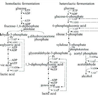 | Homolactic fermentation and heterolactic fermentation. Lactococcus ...