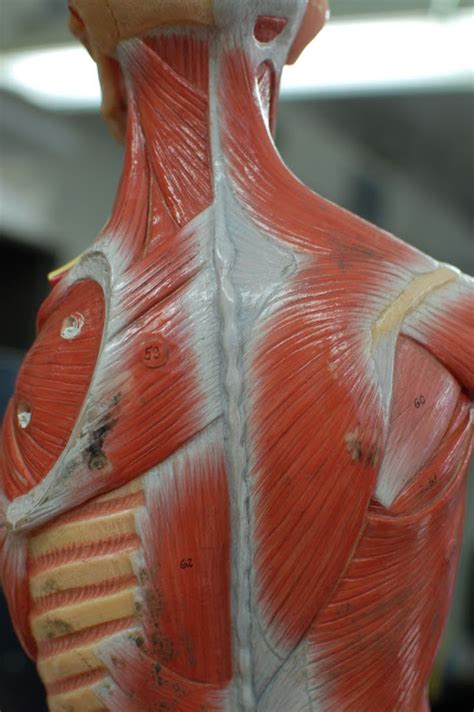 Human Anatomy Lab: Muscles of the Torso