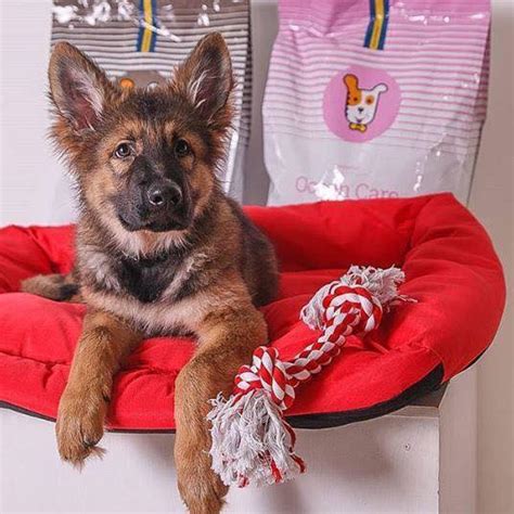 Husse Cluj - Calitate suedeză cu livrare la domiciliu | Recenzii | Cluj