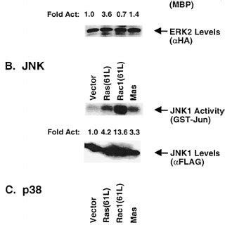 Activation Of Srf By Rac Effector Domain Mutants And Rac Rho Chimeras