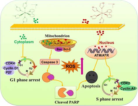 The Main Signaling Pathways Of Apoptosis Induced By Ruii Complexes In