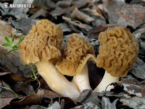 kačenka česká | Naturfoto.cz