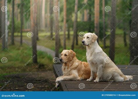 Dos Perros En El Bosque Pareja De Lindos Recuperador De Oro En La