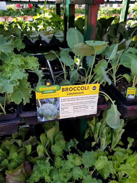 Lieutenant Broccoli? : r/startrek