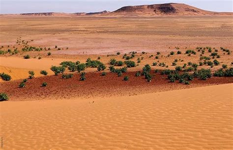 Foundation Urges Nigerians To Combat Climate Change Desertification