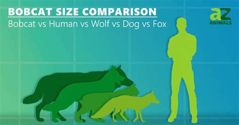 Bobcat Size Comparison: How Big Are Bobcats? - A-Z Animals