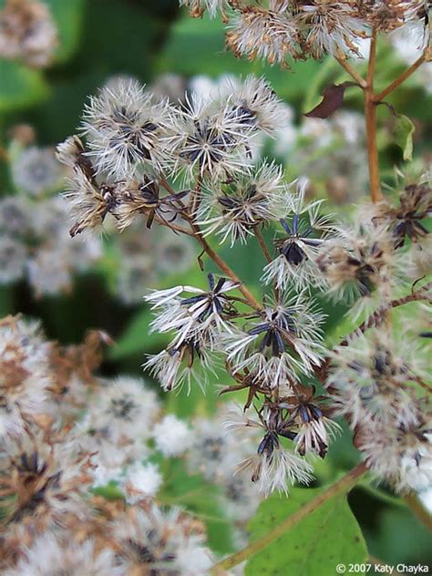 Ageratina altissima (White Snakeroot): Minnesota Wildflowers