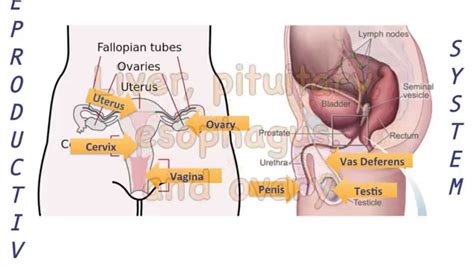 Internal Body Parts Diagram