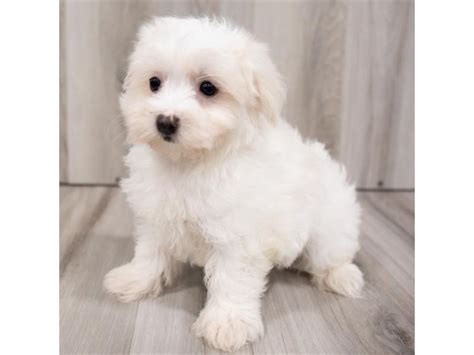 Maltese Puppy White Id25943 Located At Petland Lake St Louis And Fenton Mo