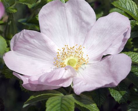 Hedge Or Privacy Screen With Roses Discover The Best Varieties