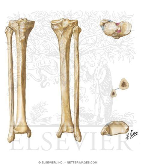 Tibia And Fibula Osteology Of The Leg And Knee