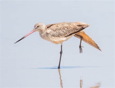 Marbled Godwit | San Diego Bird Spot