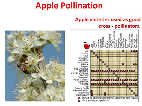 Pollination Chart For Apple Trees