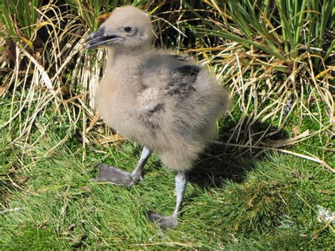 Fierce and Feathered: the Skuas of Antarctica