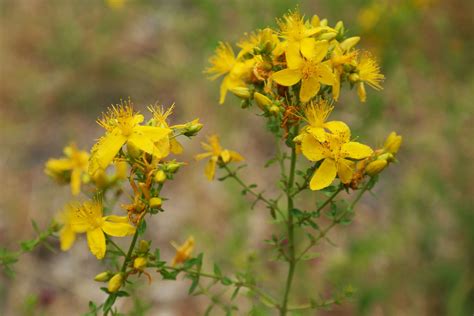 Hypericum Perforatum